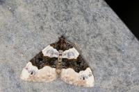 Cosmorhoe ocellata