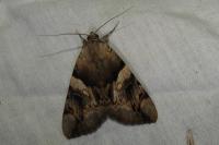 Catocala fulminea