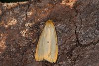Cybosia mesomella