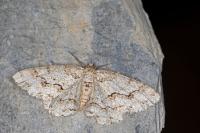 Ectropis crepuscularia