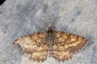 Ematurga atomaria