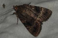 Amphipyra pyramidea