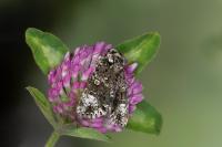 Craniophora ligustri