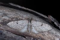 Eupithecia indigata