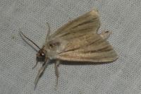 Acronicta albovenosa