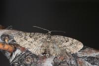 Eupithecia lariciata