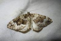 Lampropteryx suffumata