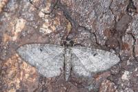Eupithecia subfuscata