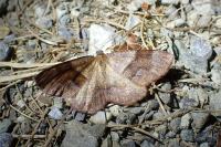 Plagodis pulveraria