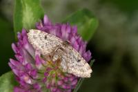Eupithecia tantillaria