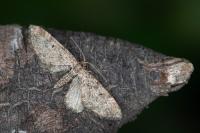 Eupithecia vulgata