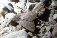 Athetis pallustris