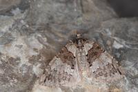 Hydriomena ruberata