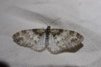 Lobophora halterata