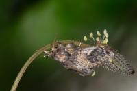 Notodonta tritophus