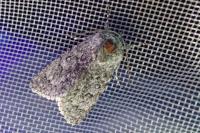 Acronicta euphorbiae