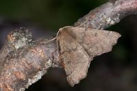 Odontopera bidentata