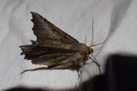 Odontopera bidentata