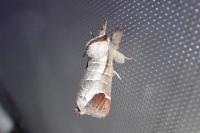 Clostera curtula