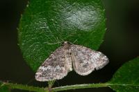 Perizoma hydrata