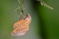 Phyllodesma tremulifolia