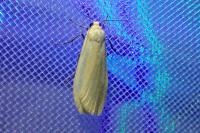 Wittia sororcula