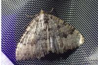 Triphosa dubitata/tauteli