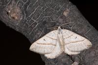 Scotopteryx luridata/mucronata