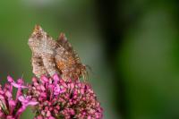 Selenia dentaria