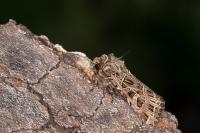 Sideridis reticulata