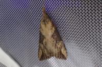 Hypena obesalis