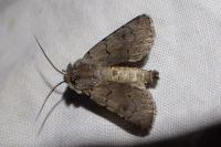 Agrotis cinerea