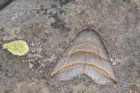 Colobochyla salicalis