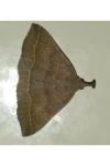 Polypogon plumigeralis