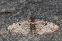 Eupithecia tantillaria