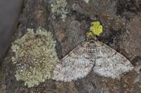Lobophora halterata