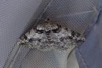 Cleora cinctaria