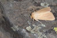 Mythimna pallens