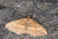 Nycterosea obstipata