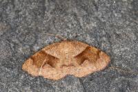 Plagodis pulveraria