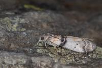 Sciota rhenella