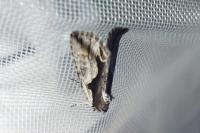 Calliergis ramosa