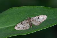 Eupithecia tantillaria