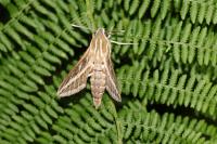 Hyles livornica