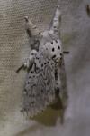 Cerura erminea