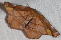 Apeira syringaria
