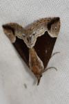 Hypena crassalis