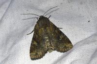 Apamea sordens