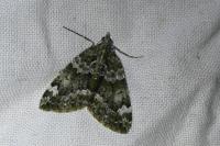 Chloroclysta miata miata