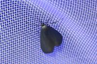 Lymphia chalybella